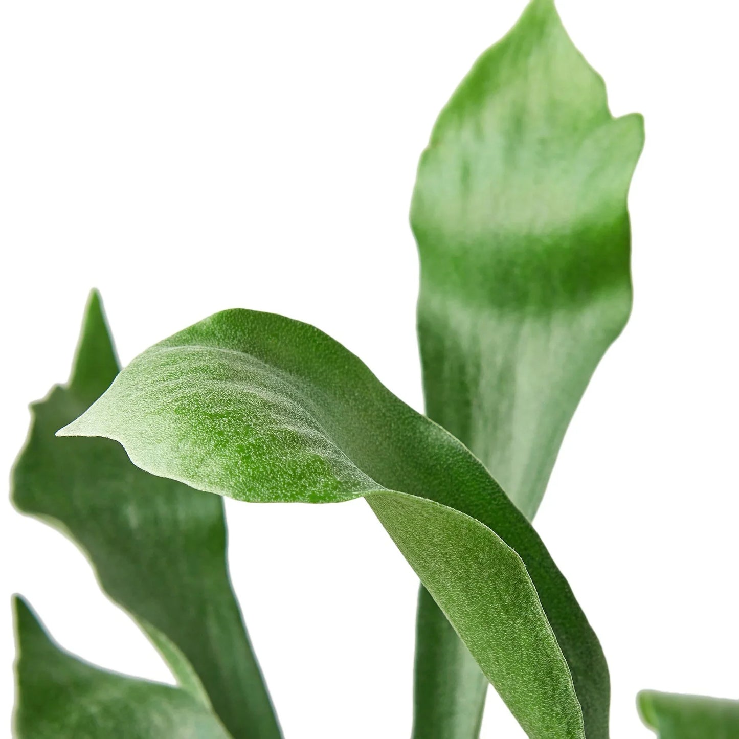 Staghorn Fern - OVAD