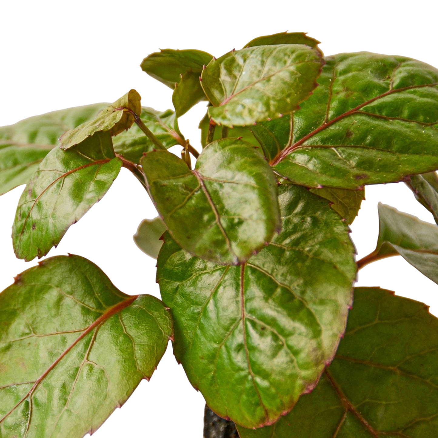 Gus the Aralia Fabian Stump - OVAD