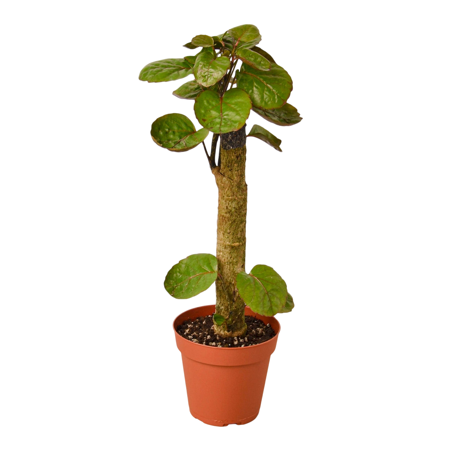 Gus the Aralia Fabian Stump - OVAD