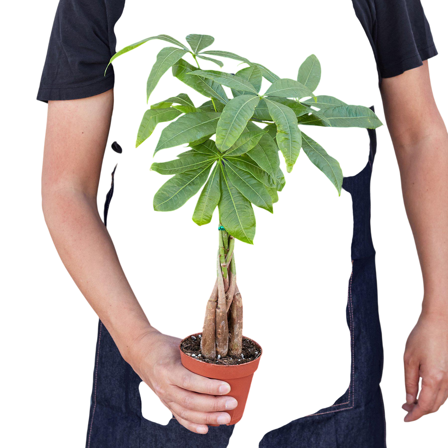 Money Tree 'Guiana Chestnut' Pachira Braid - House Plant Shop