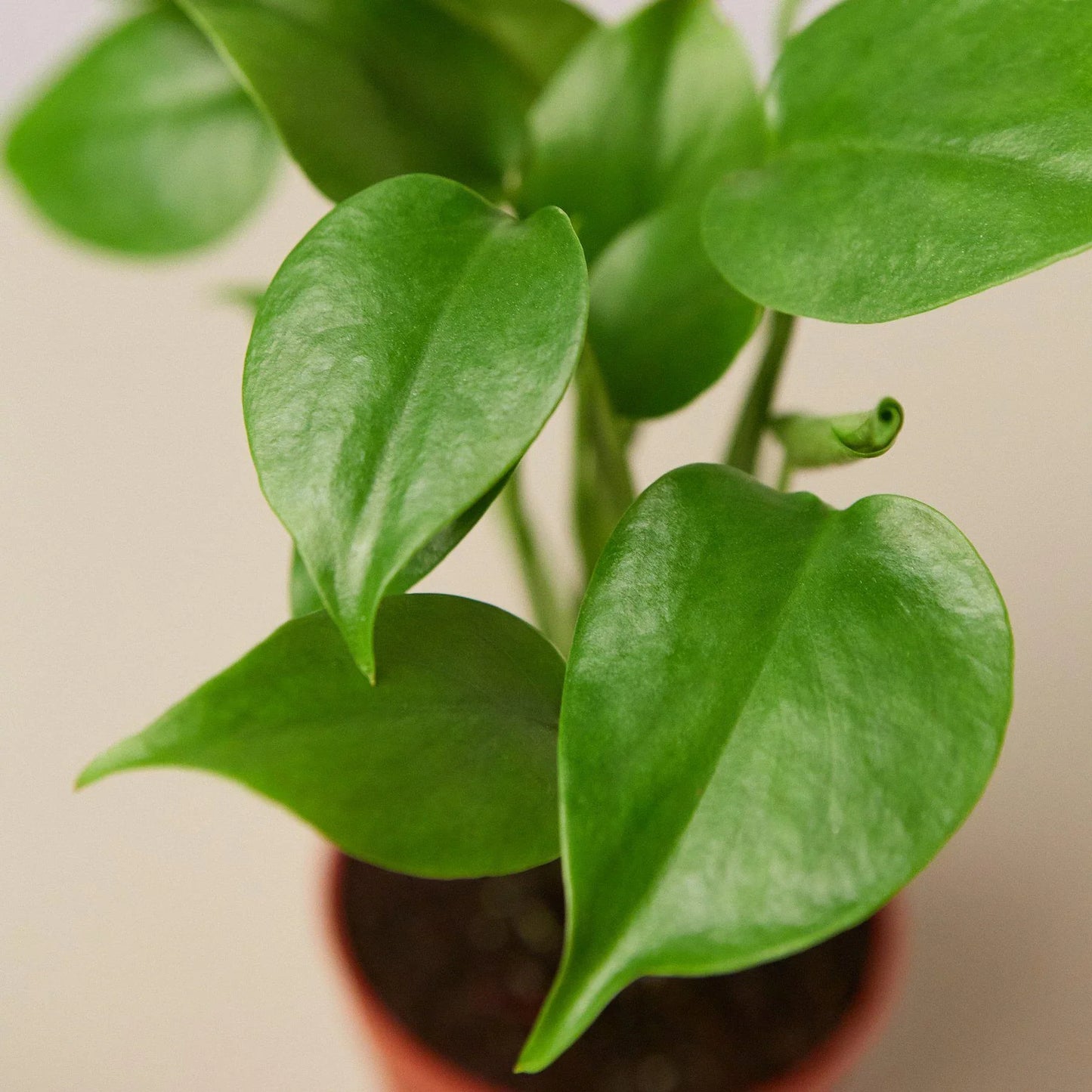 Philodendron Monstera Split-Leaf - OVAD
