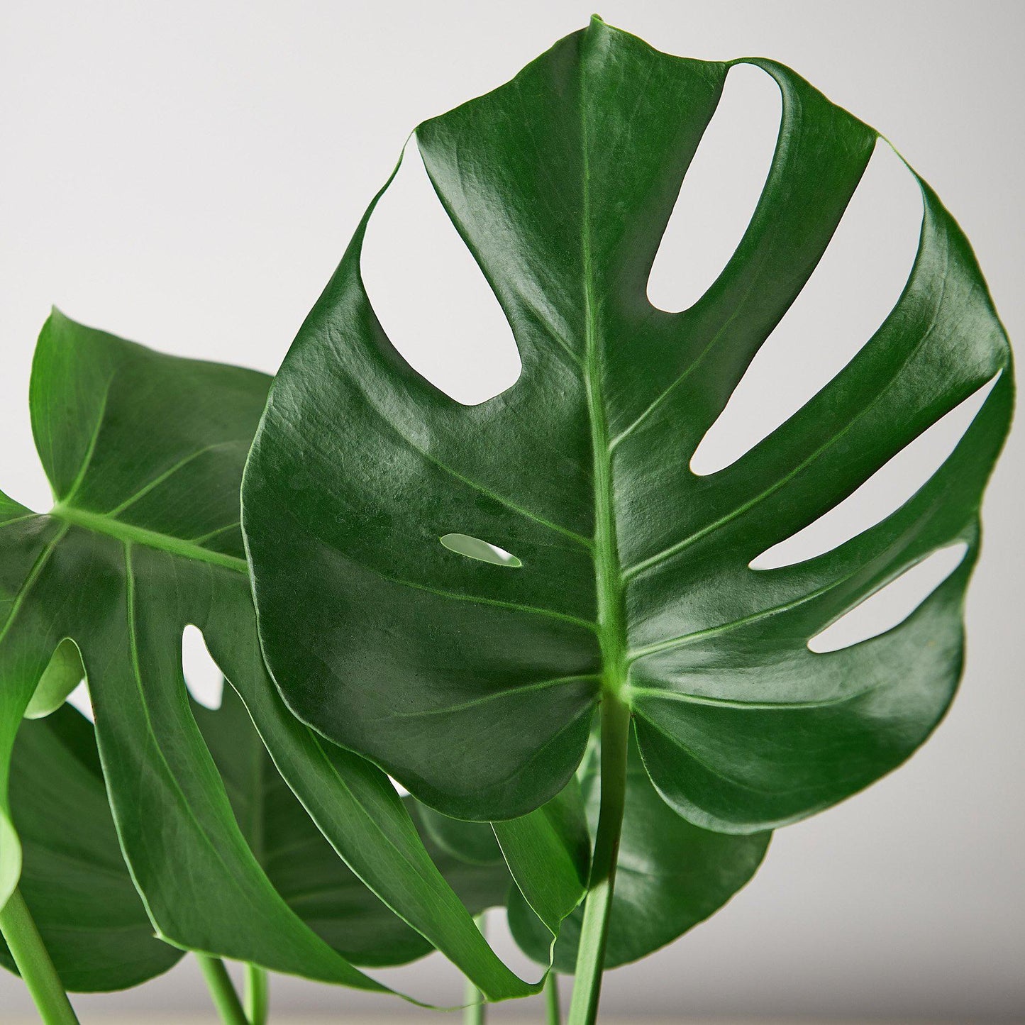 Philodendron Monstera Split-Leaf - OVAD