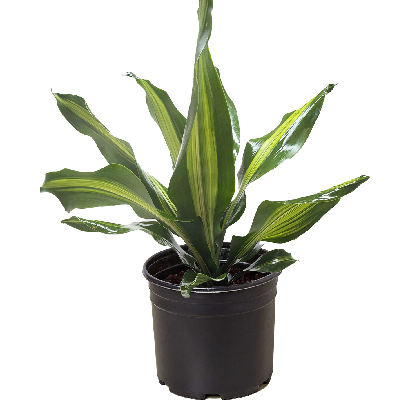 Dracaena Golden Heart.