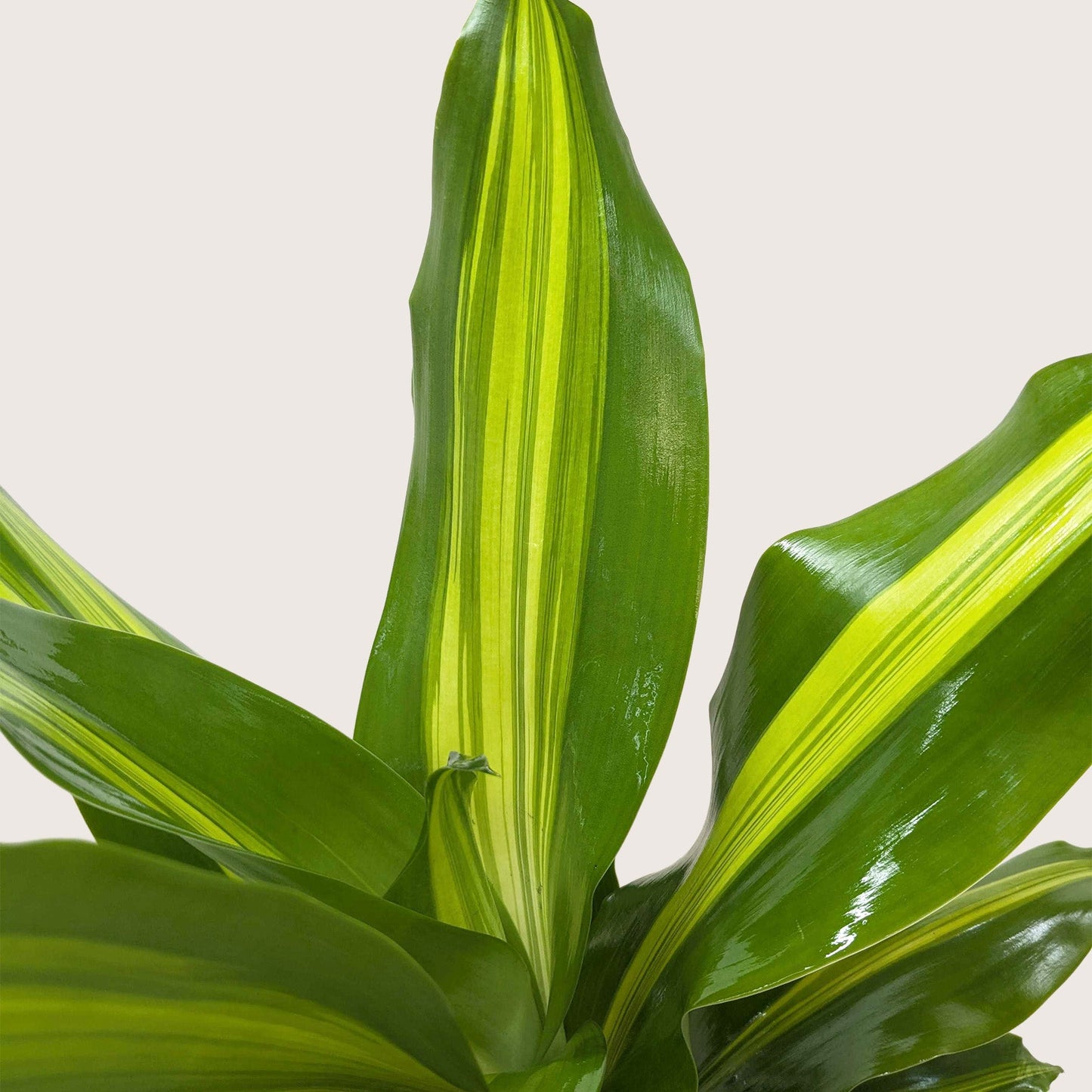 Dracaena Golden Heart.
