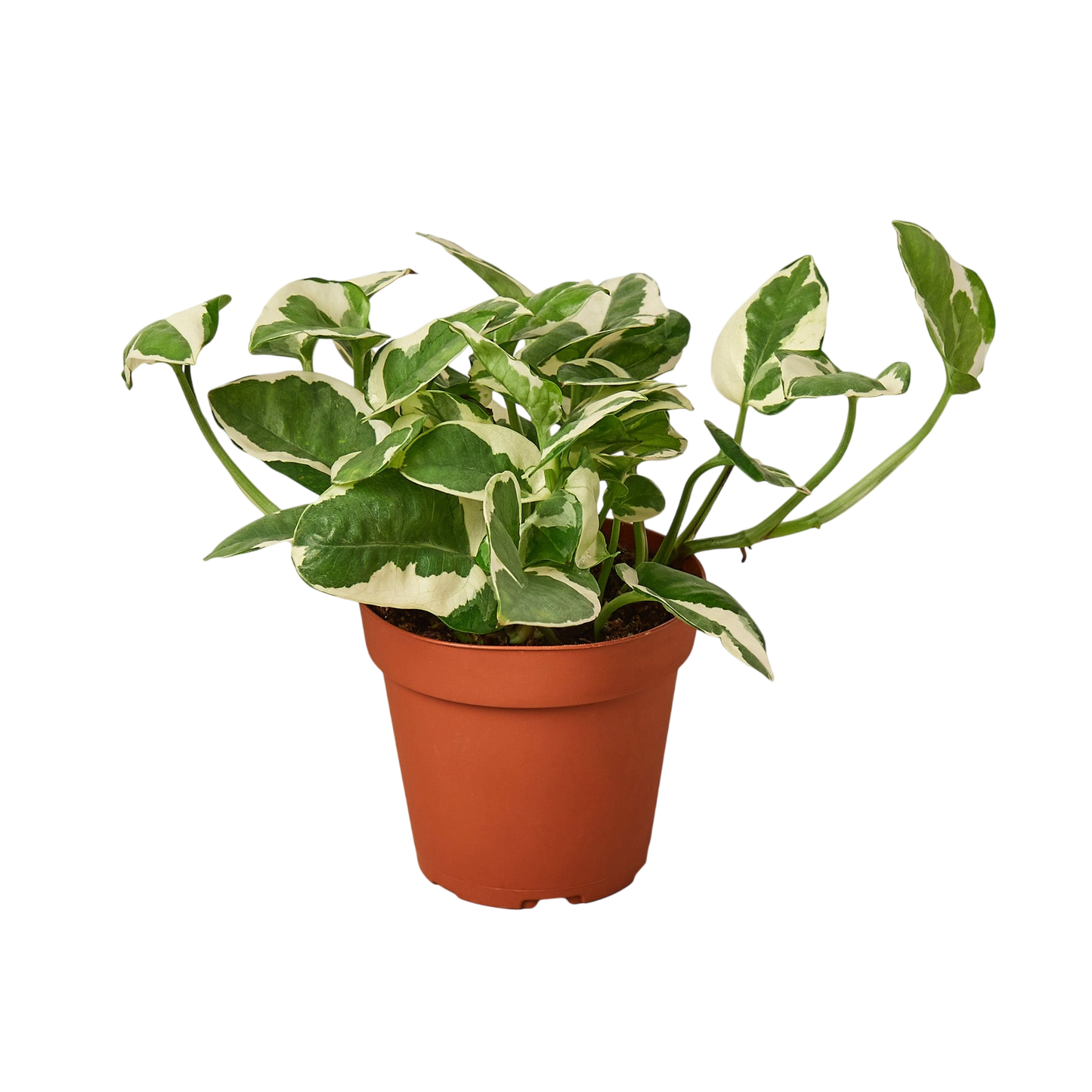 Nova the Pothos 'N'joy' - OVAD