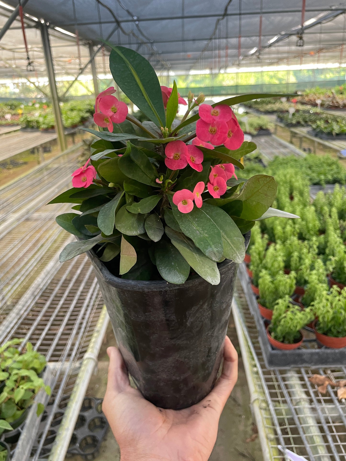 Crown of Thorns.
