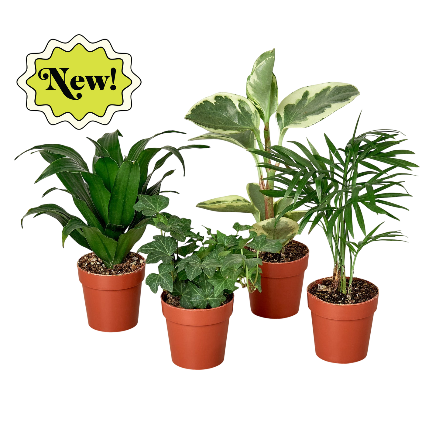 3" Tropical Plant Variety Bundle - OVAD