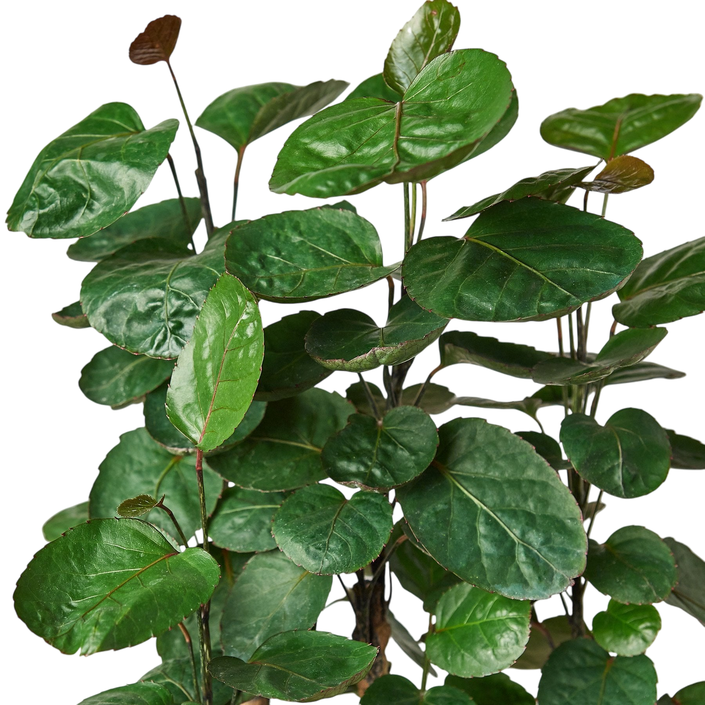 Gus the Aralia Fabian Stump - OVAD