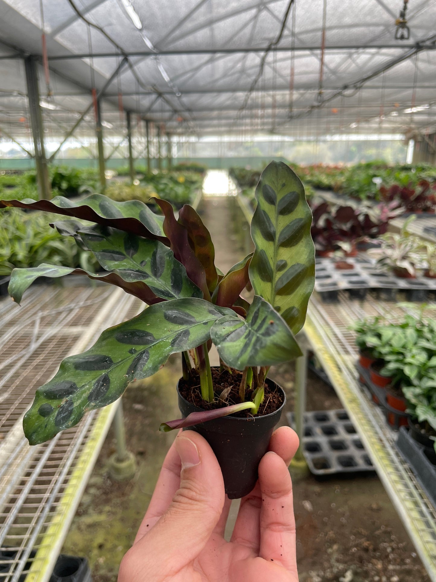 Calathea Lancifolia 'Rattlesnake' - OVAD