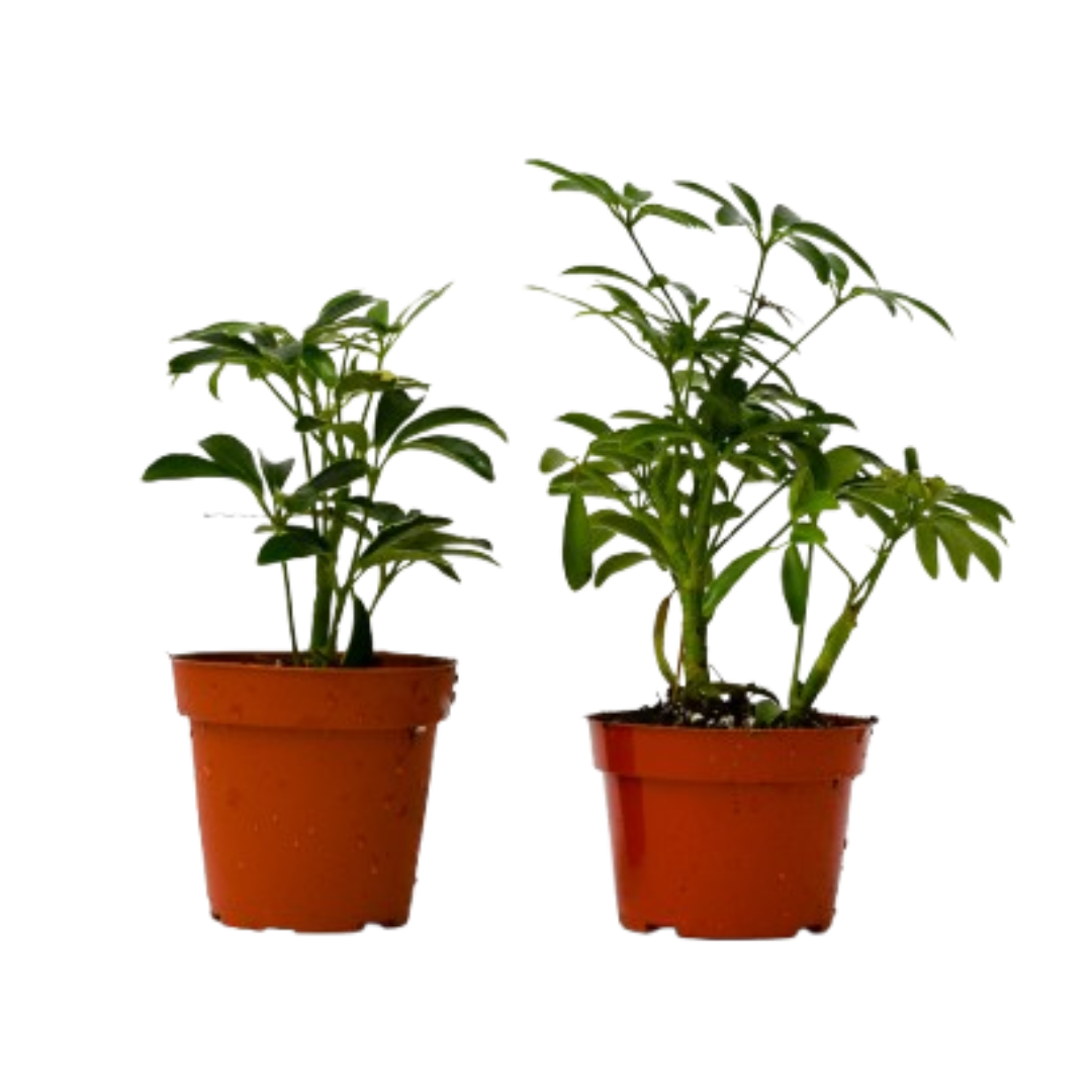 2 Different Schefflera Plants Variety Pack - 4" Pot - OVAD