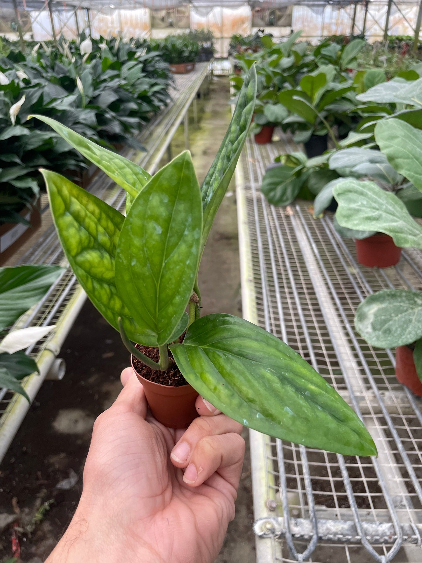 Monstera 'Peru' - OVAD