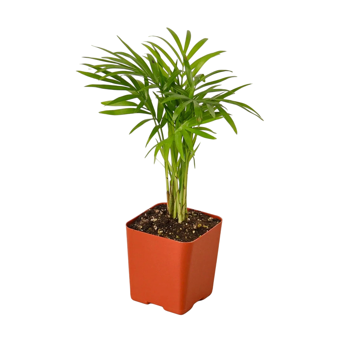 Coco the Parlor Palm - OVAD
