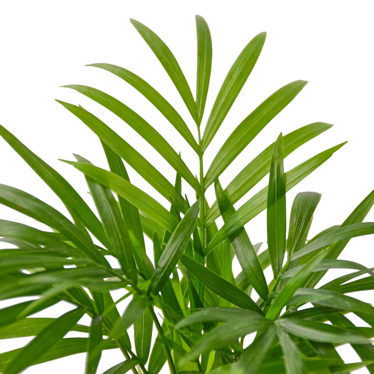 Coco the Parlor Palm - OVAD