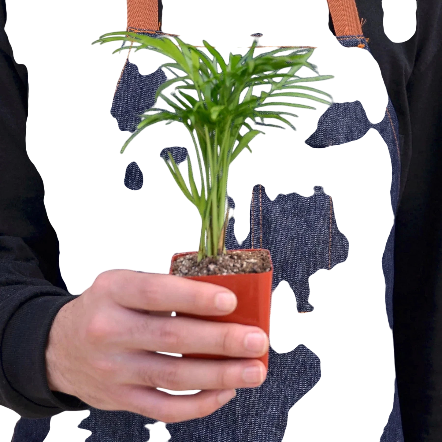 Coco the Parlor Palm - OVAD