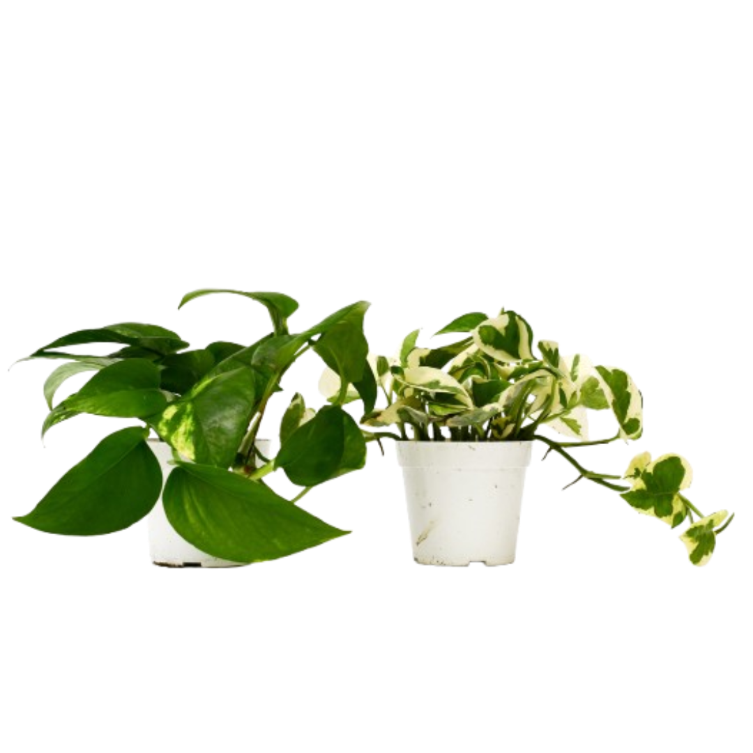 2 Pothos Variety Pack - 4" Pot - OVAD
