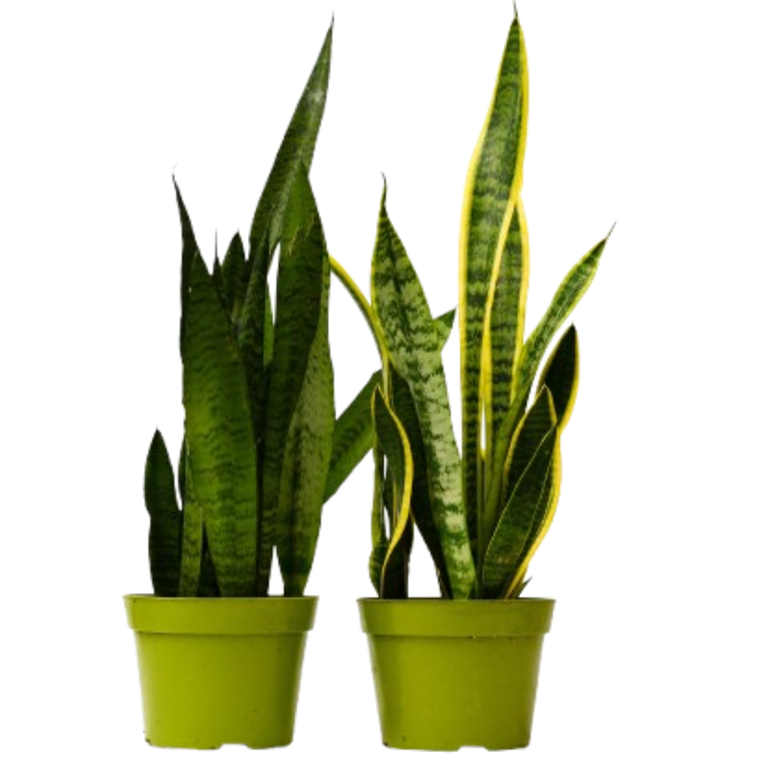 2 Snake (Sansevieria) Plant Variety Pack - 6" Pot - OVAD