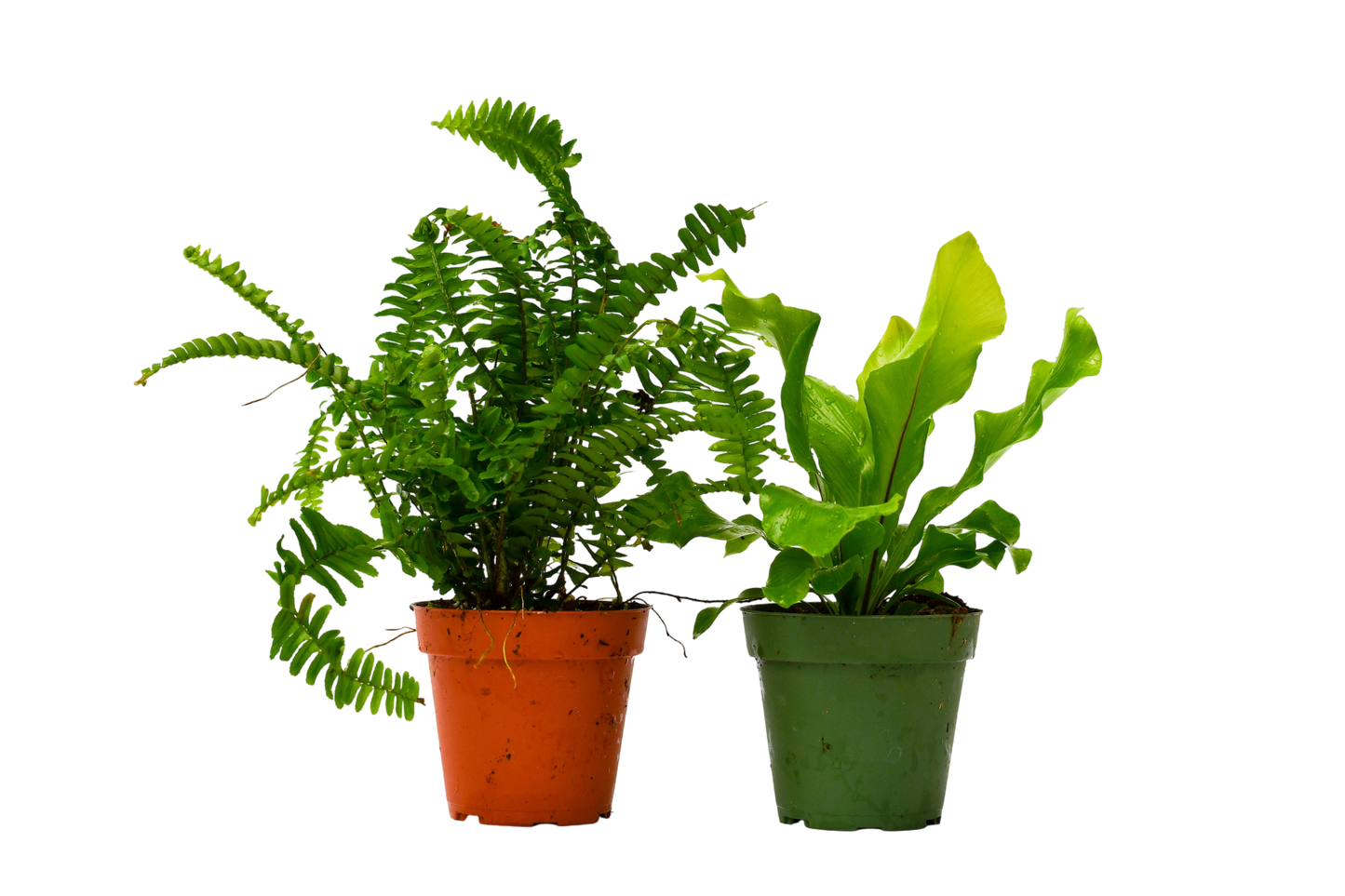 2 Fern Variety Pack - 4" Pot - OVAD