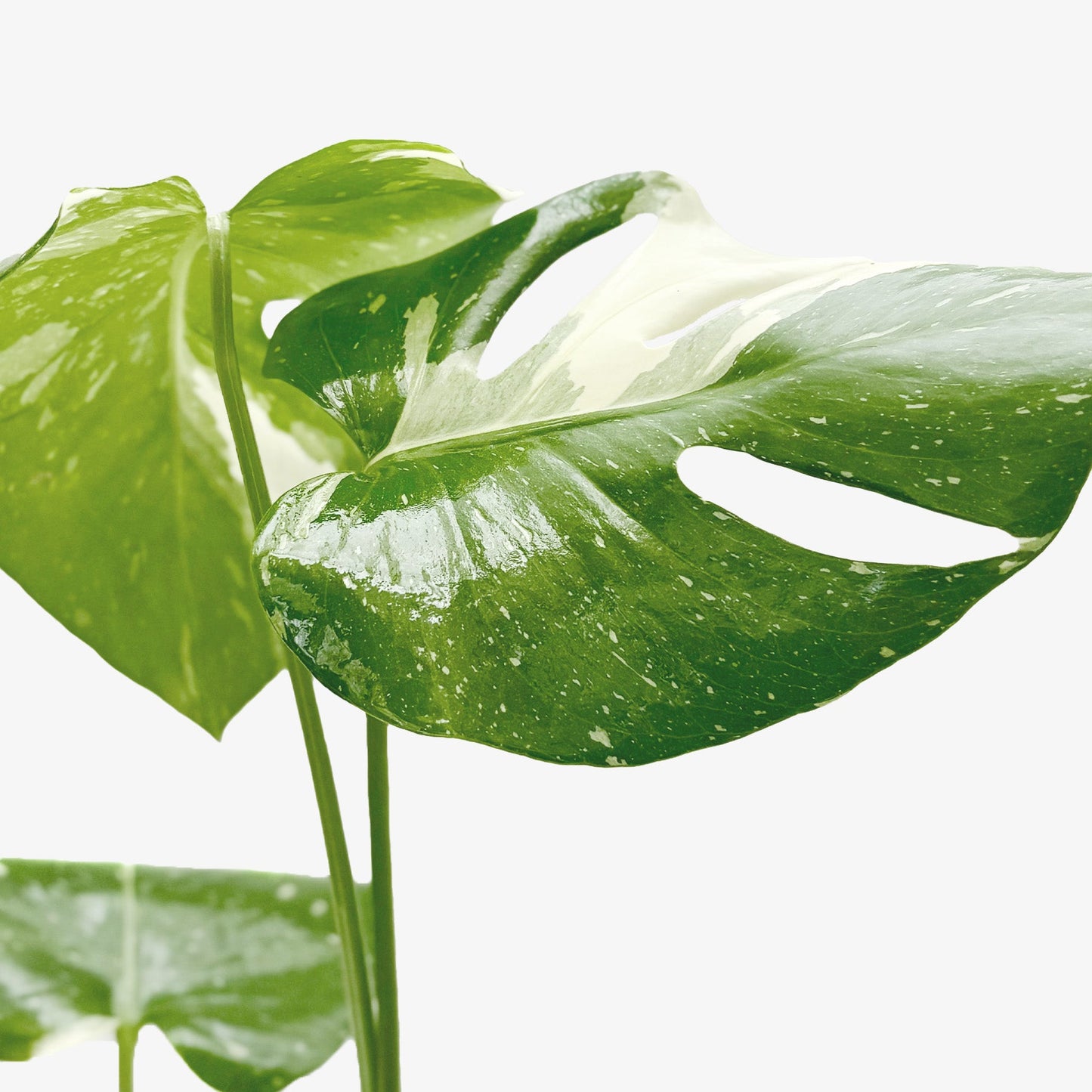 Monstera 'Thai Constellation' - OVAD
