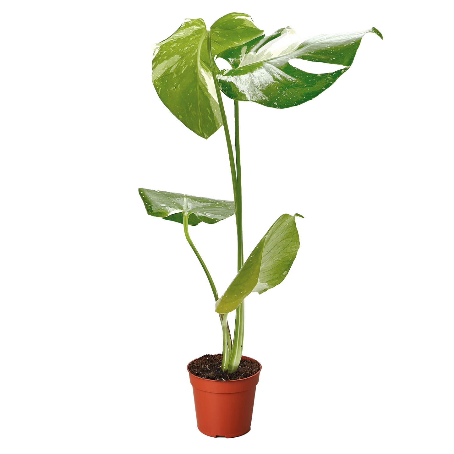 Monstera 'Thai Constellation' - OVAD