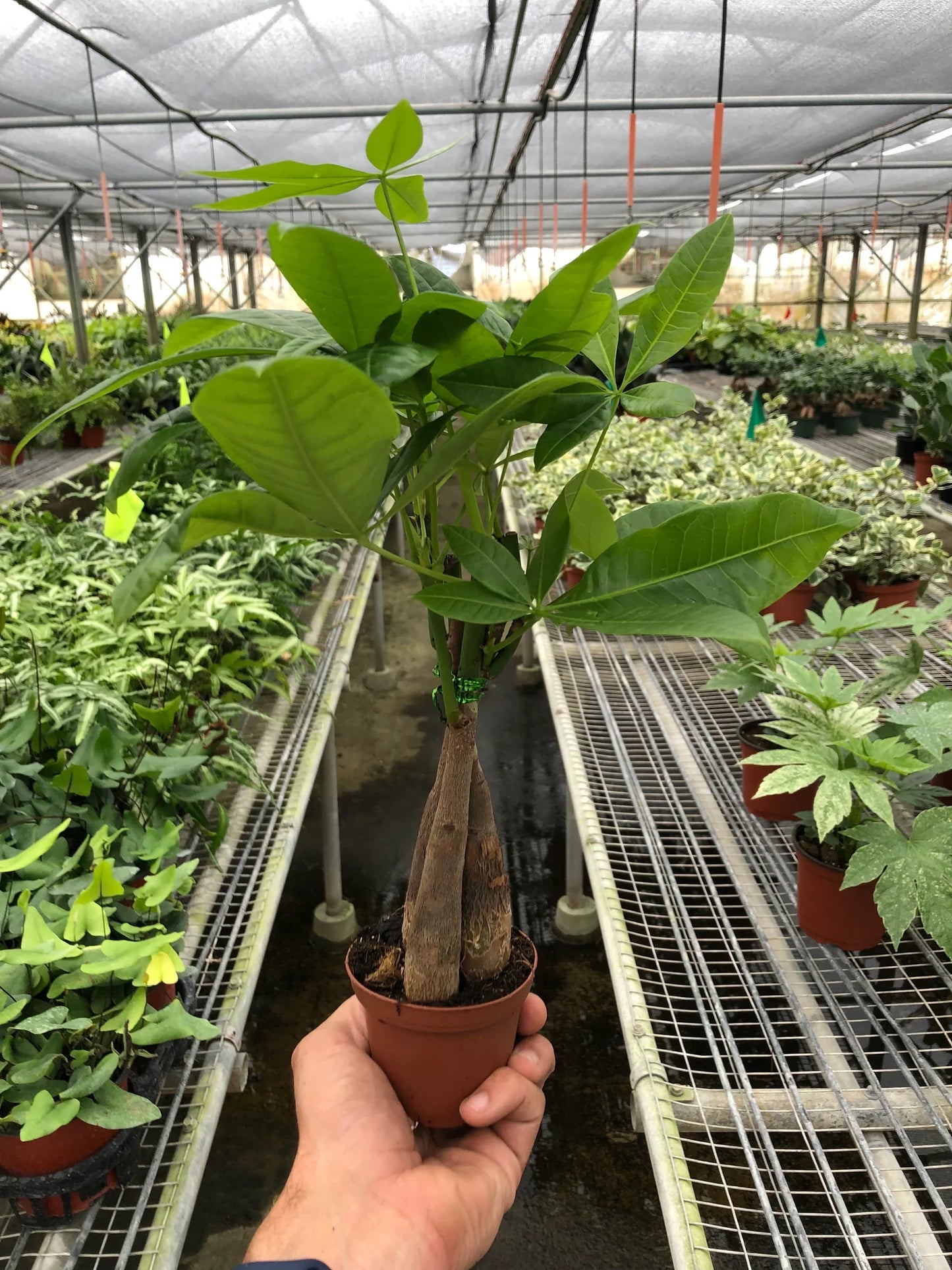 Money Tree 'Guiana Chestnut' Pachira Braid - OVAD