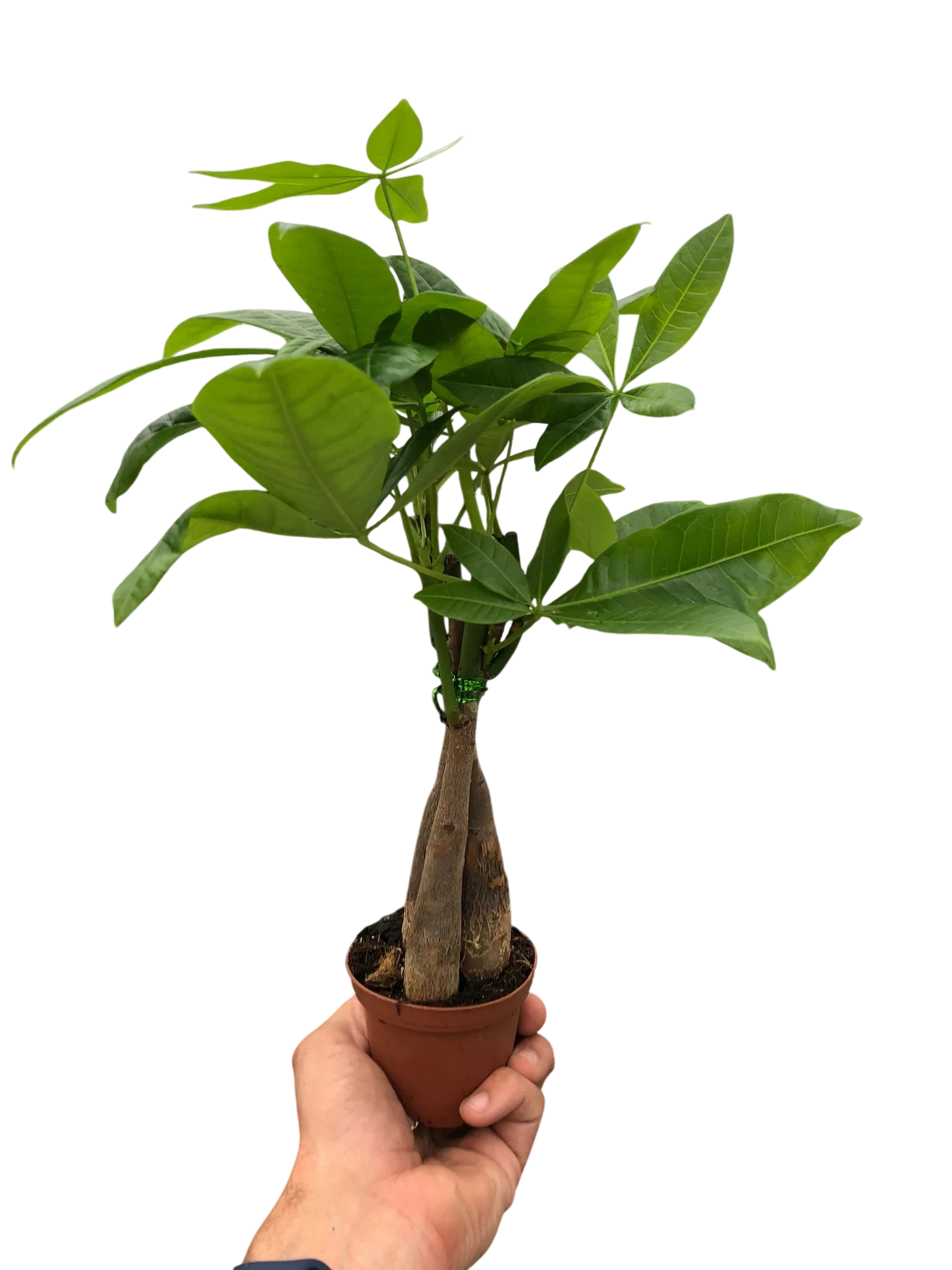 Rio the Money Tree - Pachira Braid - OVAD