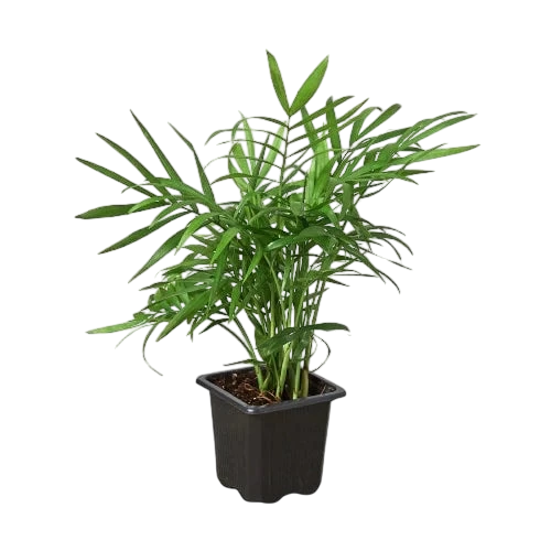 Coco the Parlor Palm - OVAD