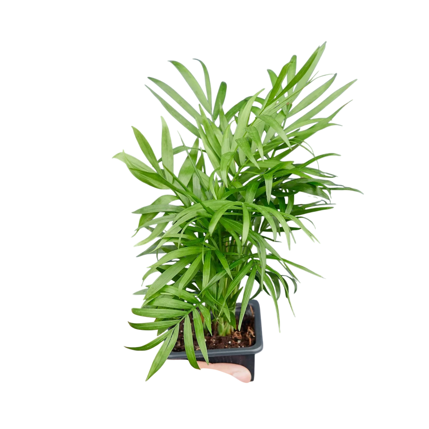Coco the Parlor Palm - OVAD