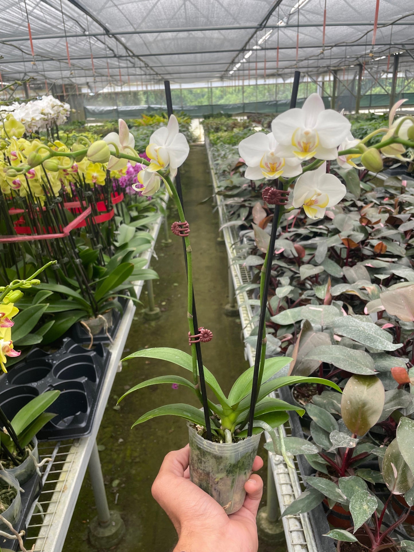 Orchid 'White Phalaenopsis'.