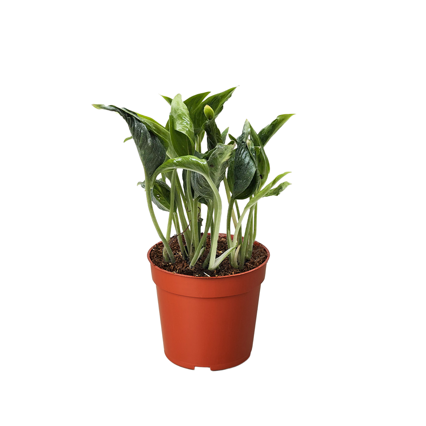 Pothos 'Shangri La'.
