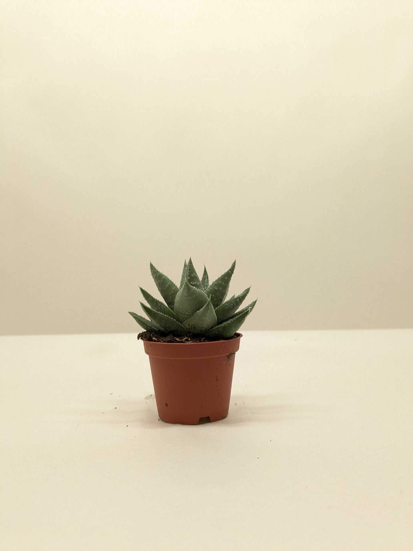 Succulent Haworthia Savanna.