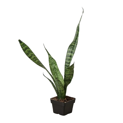 Snake Plant 'Zeylanica' - OVAD