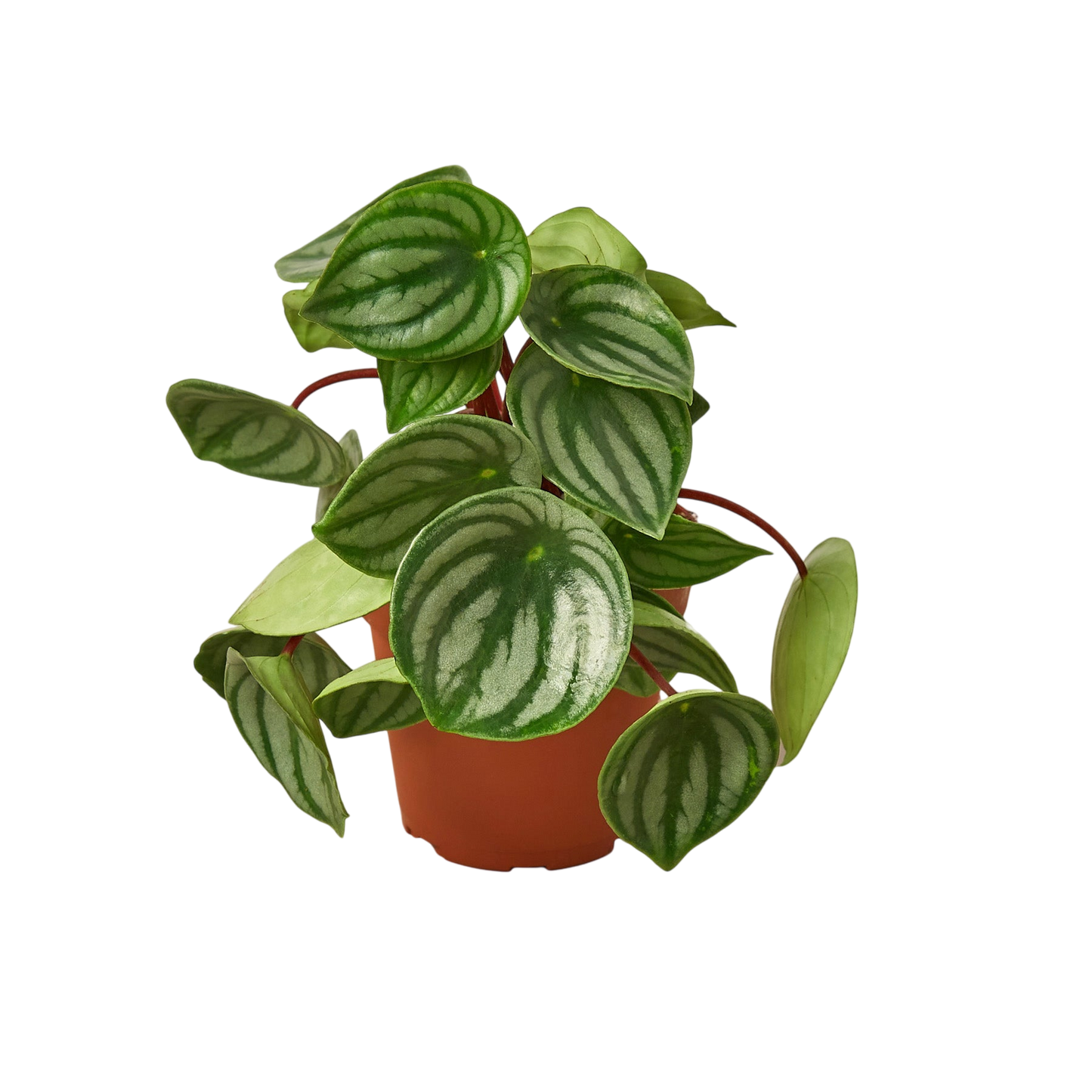 Betty the Peperomia Watermelon - OVAD