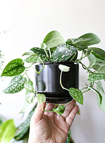 LE TAUCI Ceramic Plant Pots, 4.3+5.3+6.8 Inch, Set of 3, Planters with Drainage Hole and Saucer for Stylish Indoor and Outdoor Decor - OVAD