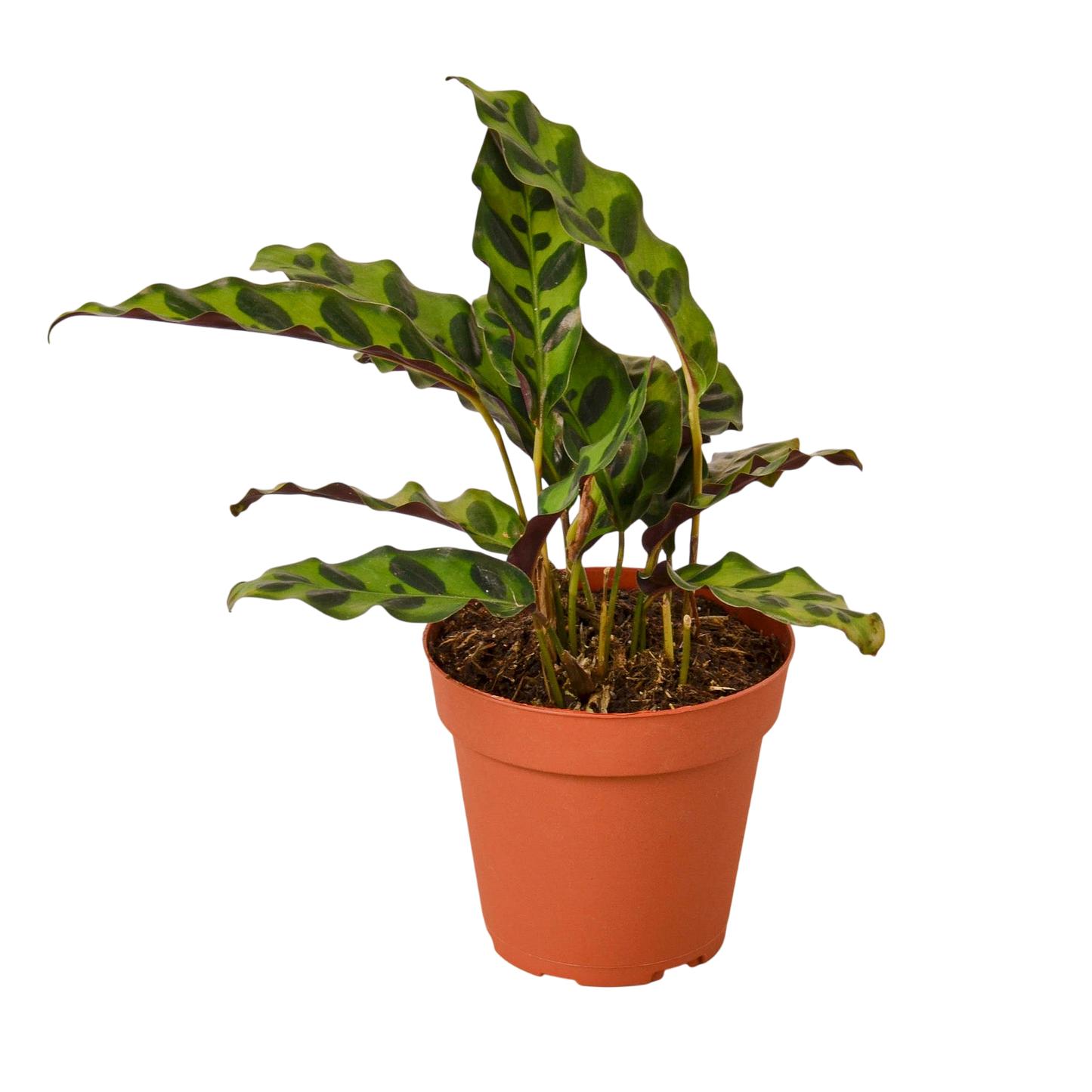 Zola the Calathea Lancifolia - OVAD
