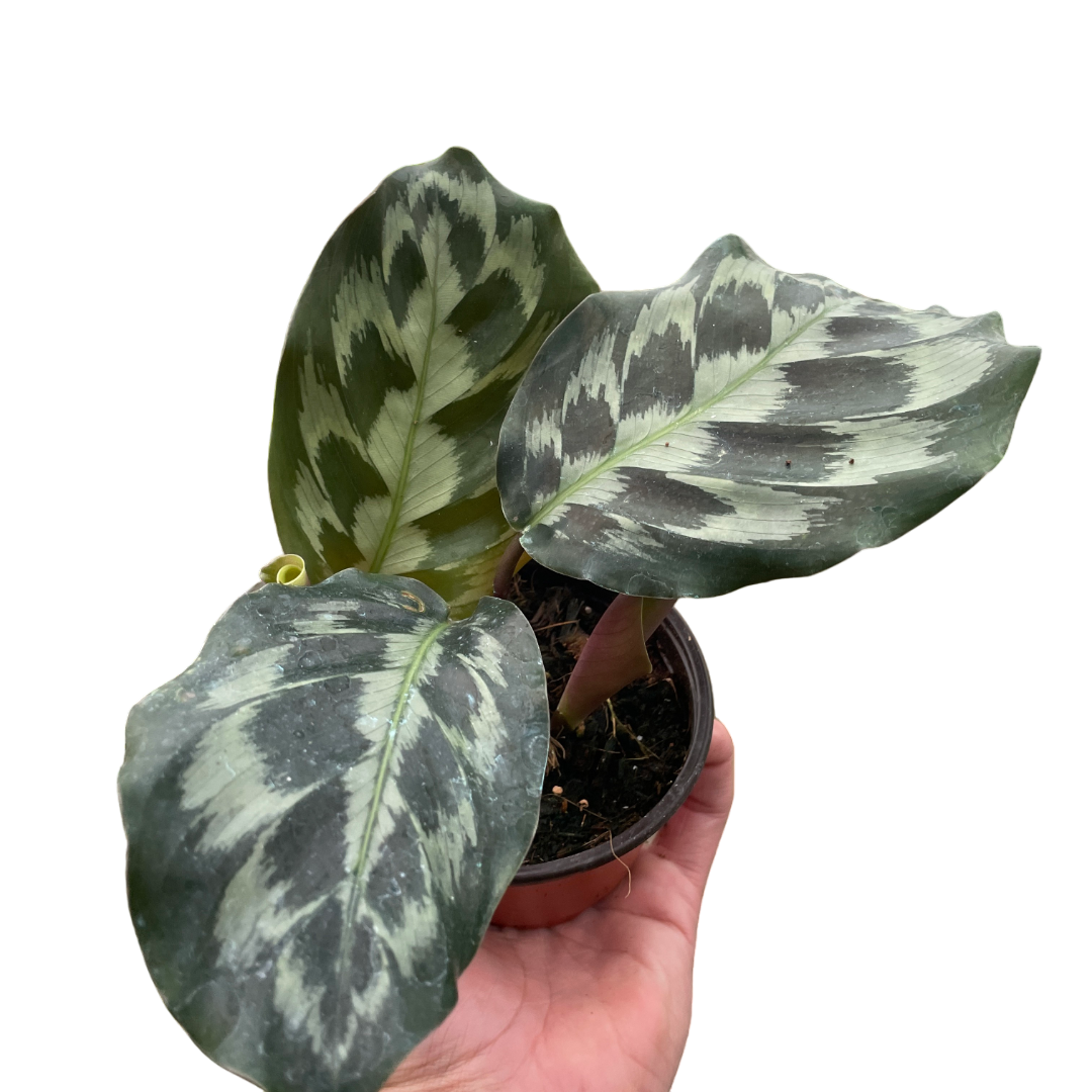 Brooklyn the Calathea - OVAD