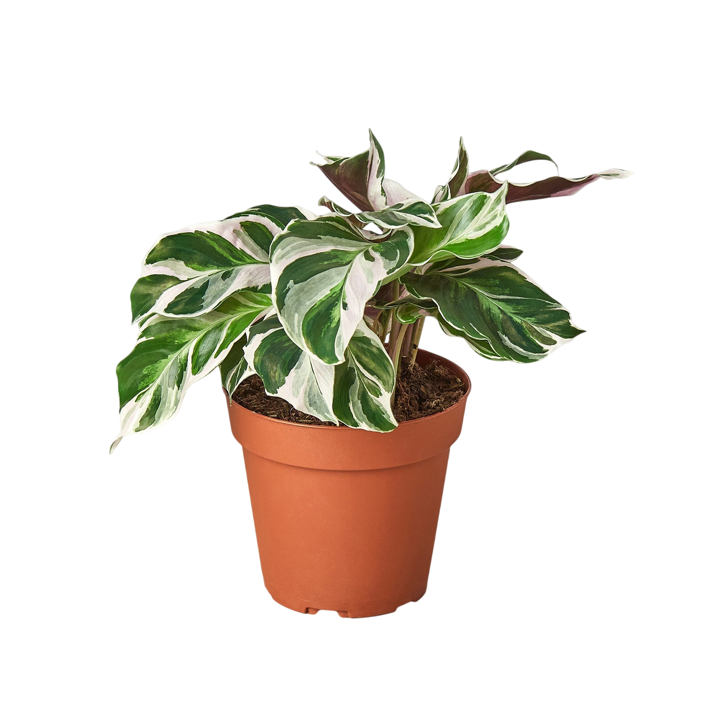 Calathea 'White Fusion' - OVAD