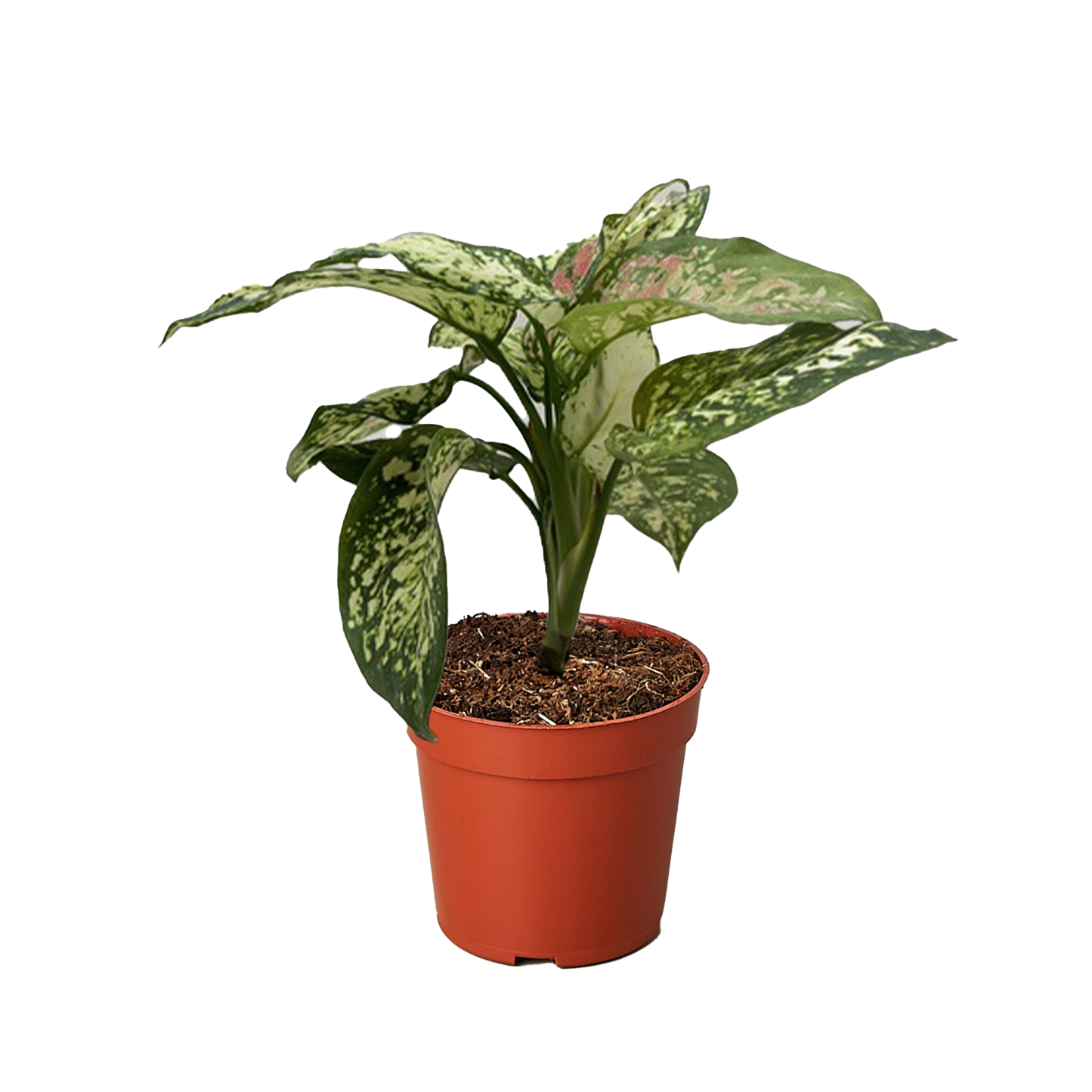 Chinese Evergreen 'Wishes'.