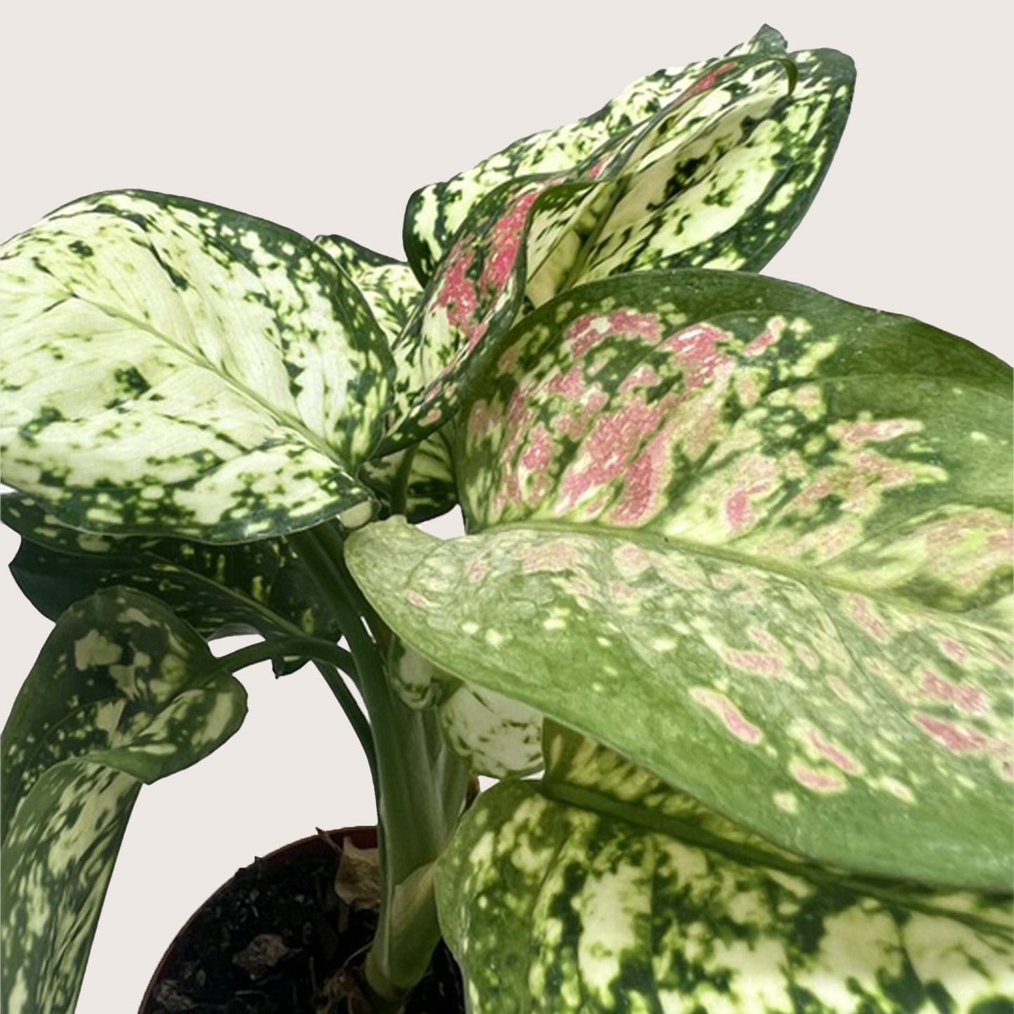 Chinese Evergreen 'Wishes'.