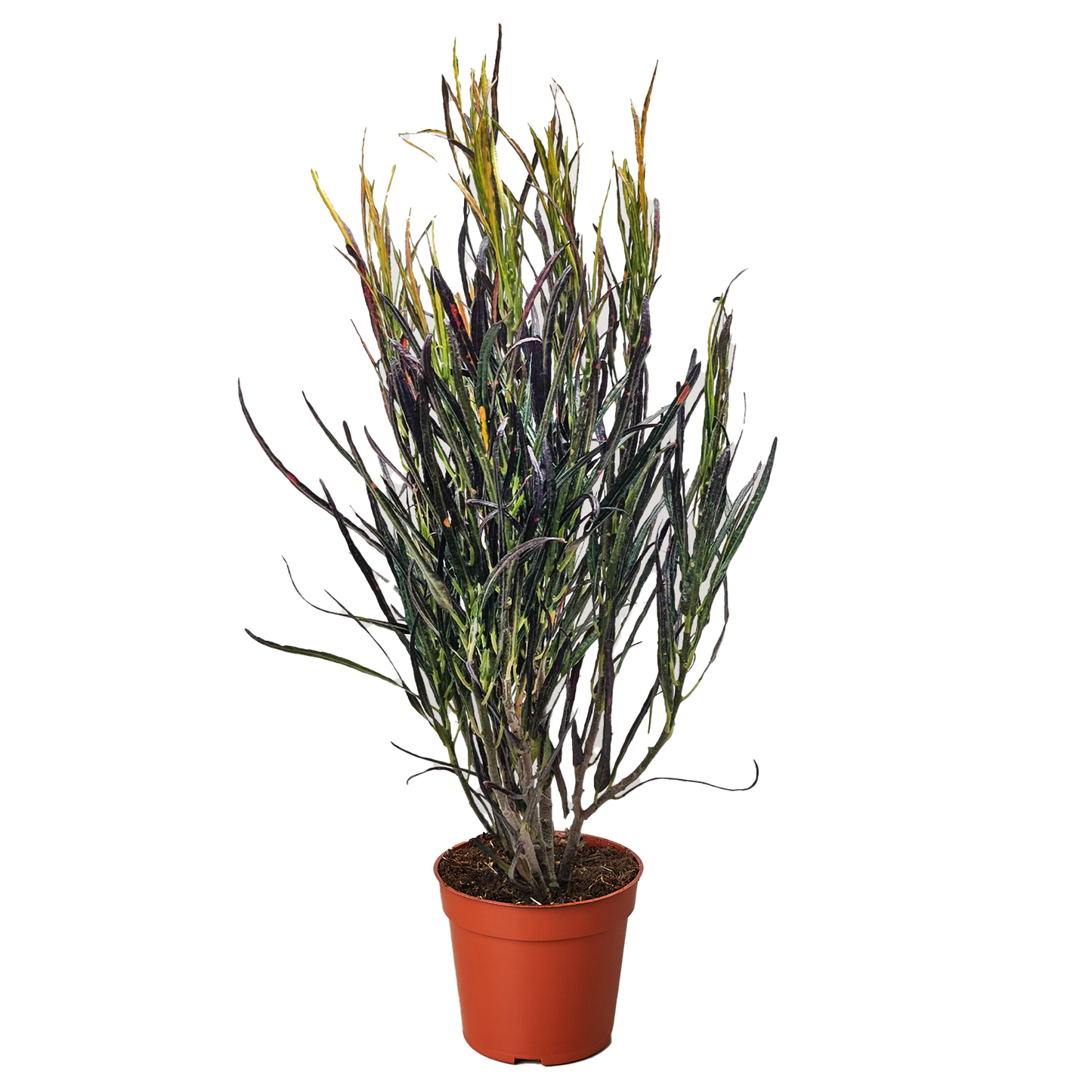 Croton 'Picasso'.
