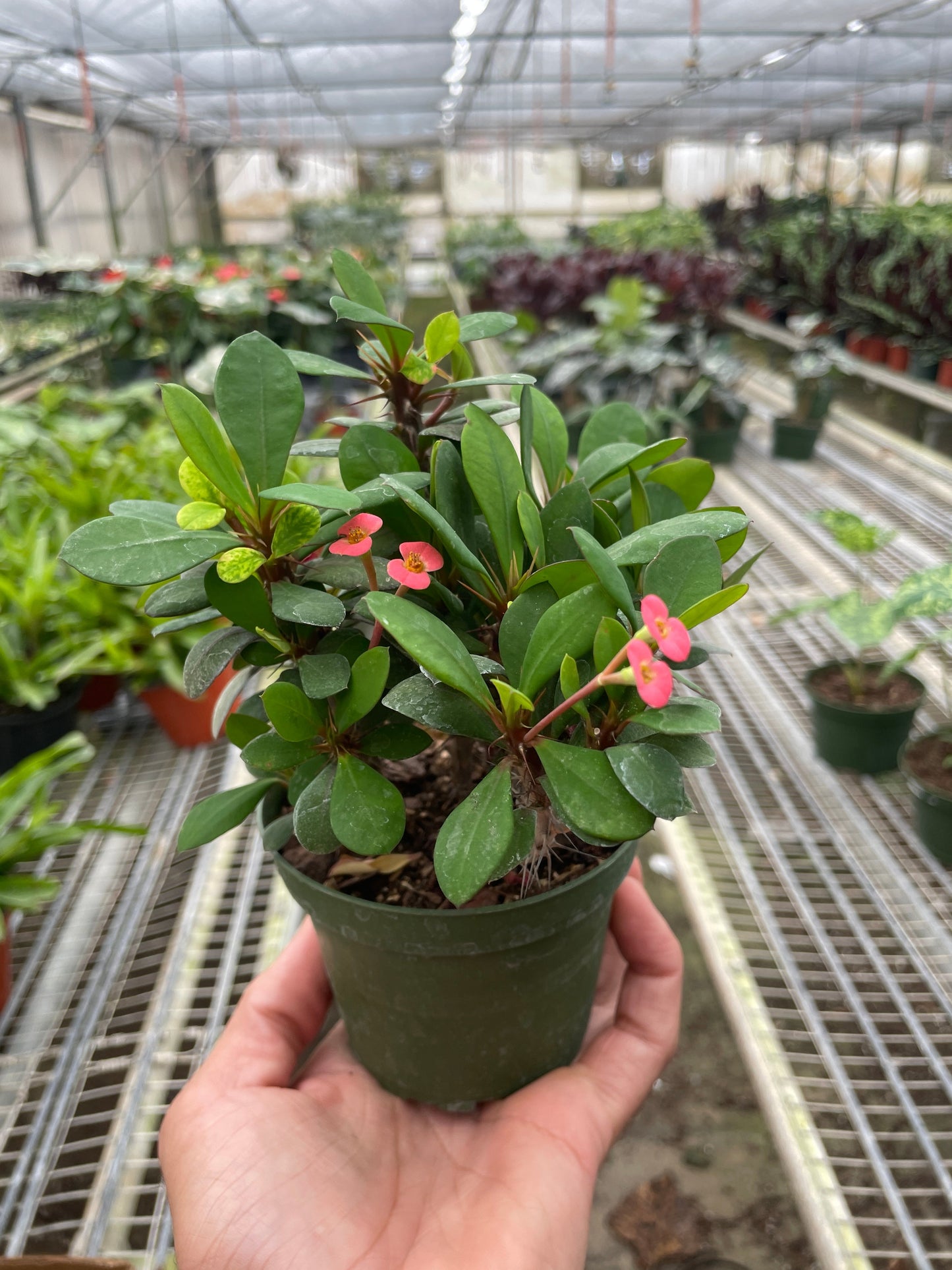 Crown of Thorns.