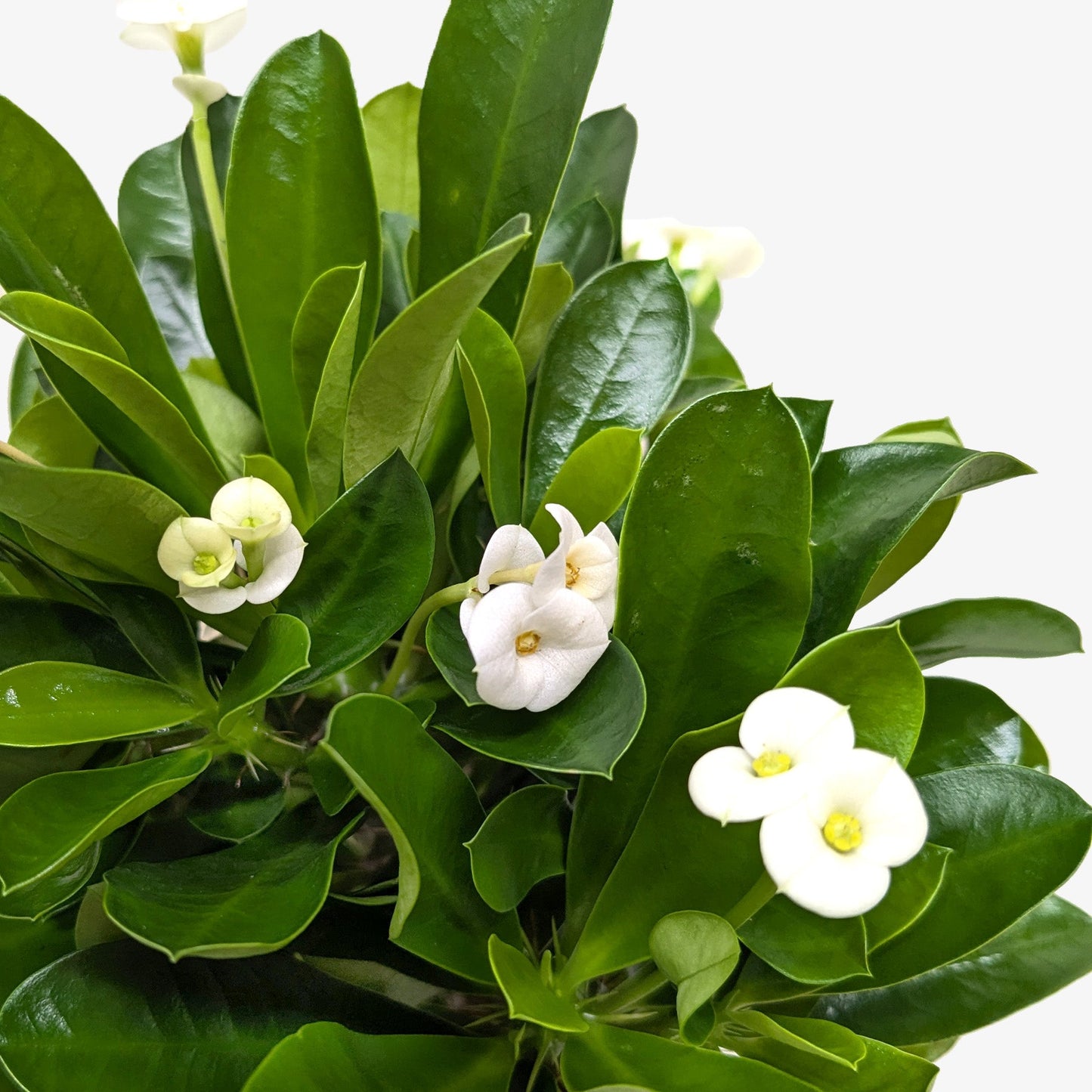 Crown of Thorns.