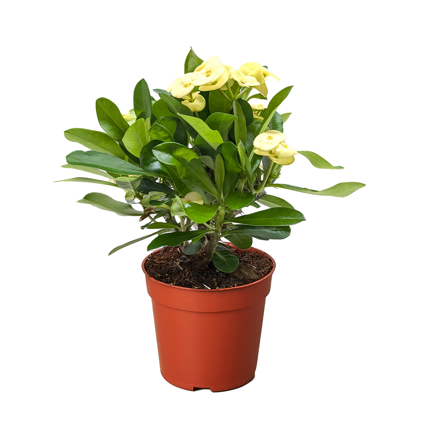 Crown of Thorns.