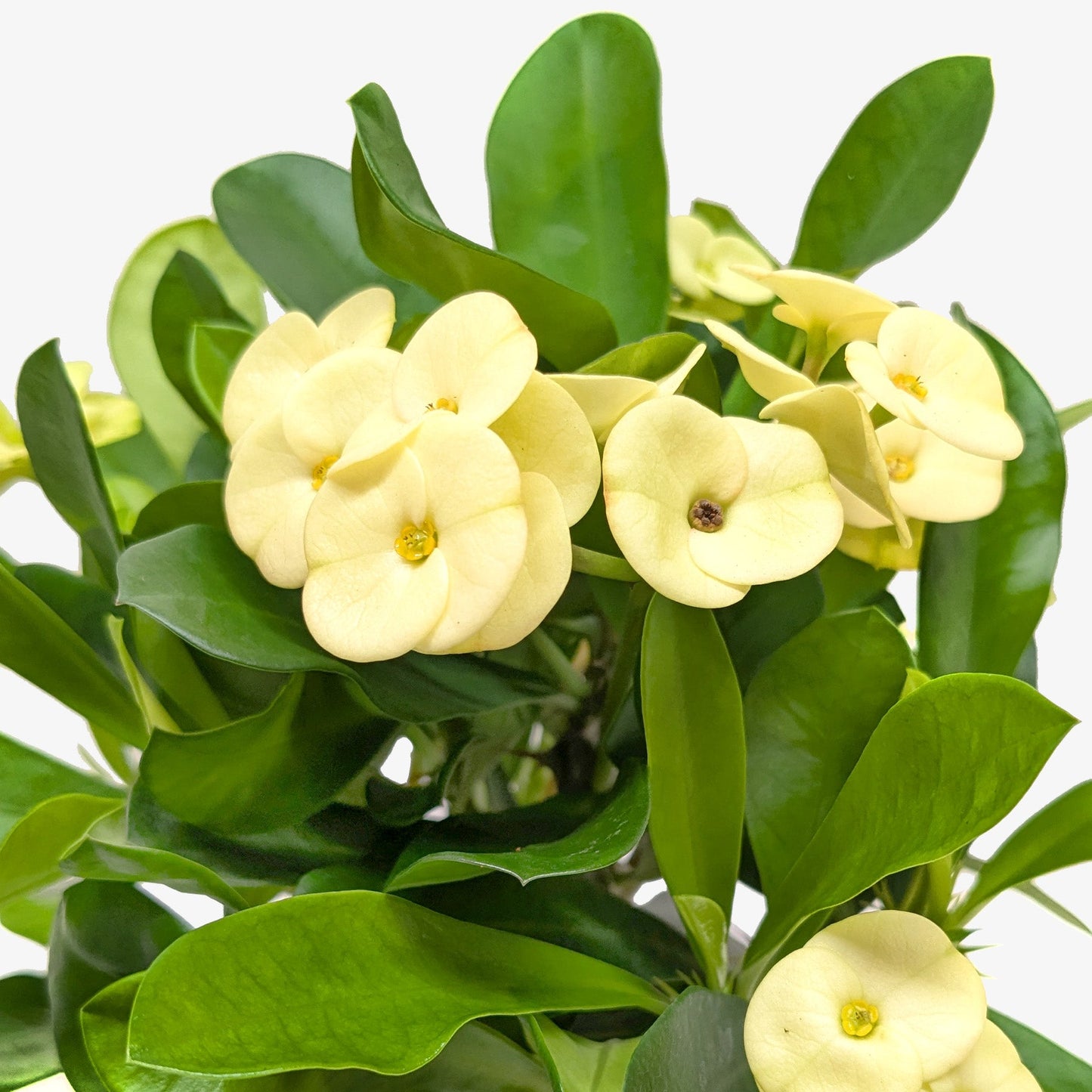 Crown of Thorns.