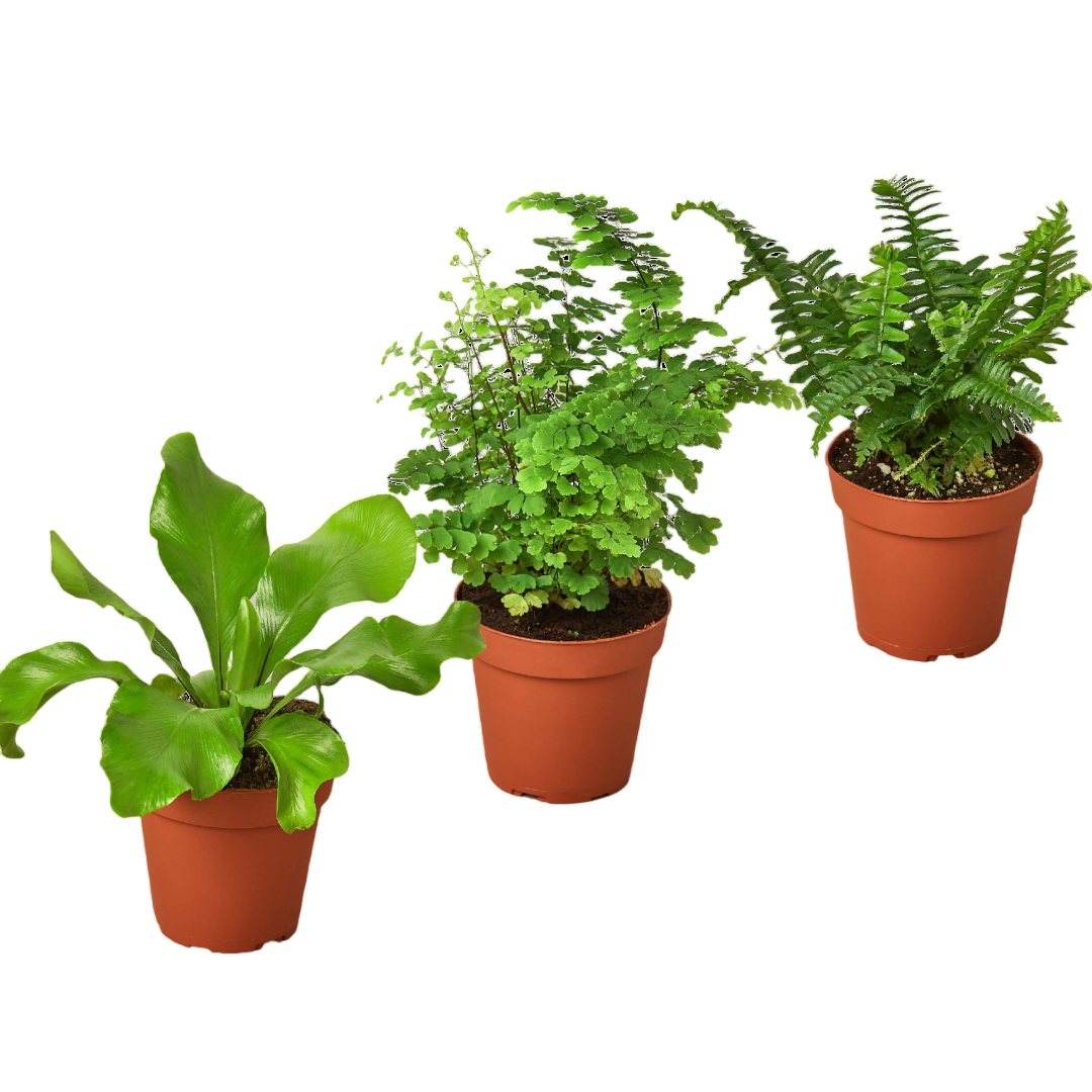 3 Fern Variety Pack - Live Plants - 4" Pot - House Plant - OVAD