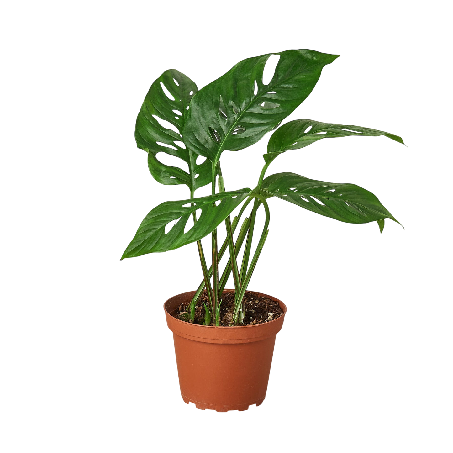 Haze the Monstera Adansonii - OVAD