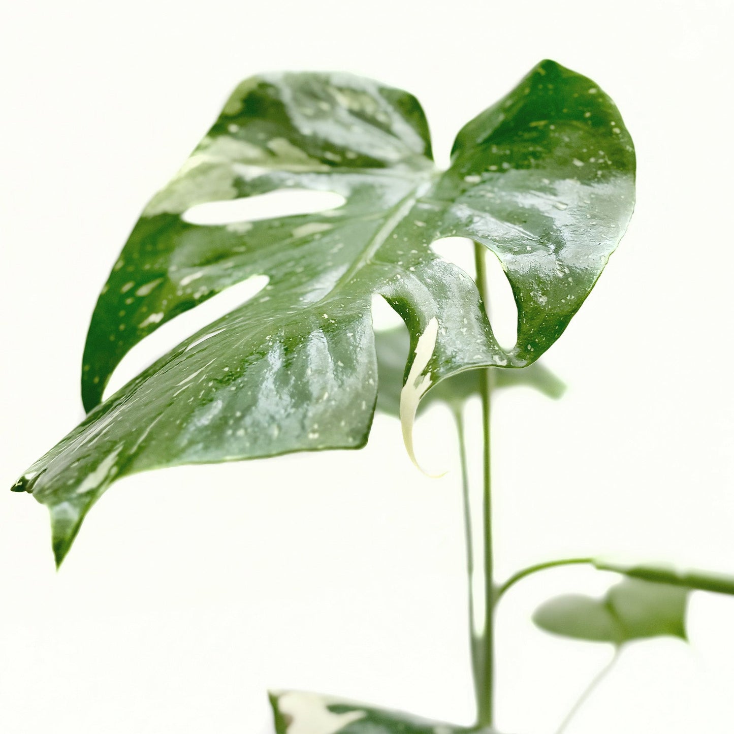 Monstera 'Thai Constellation' - OVAD