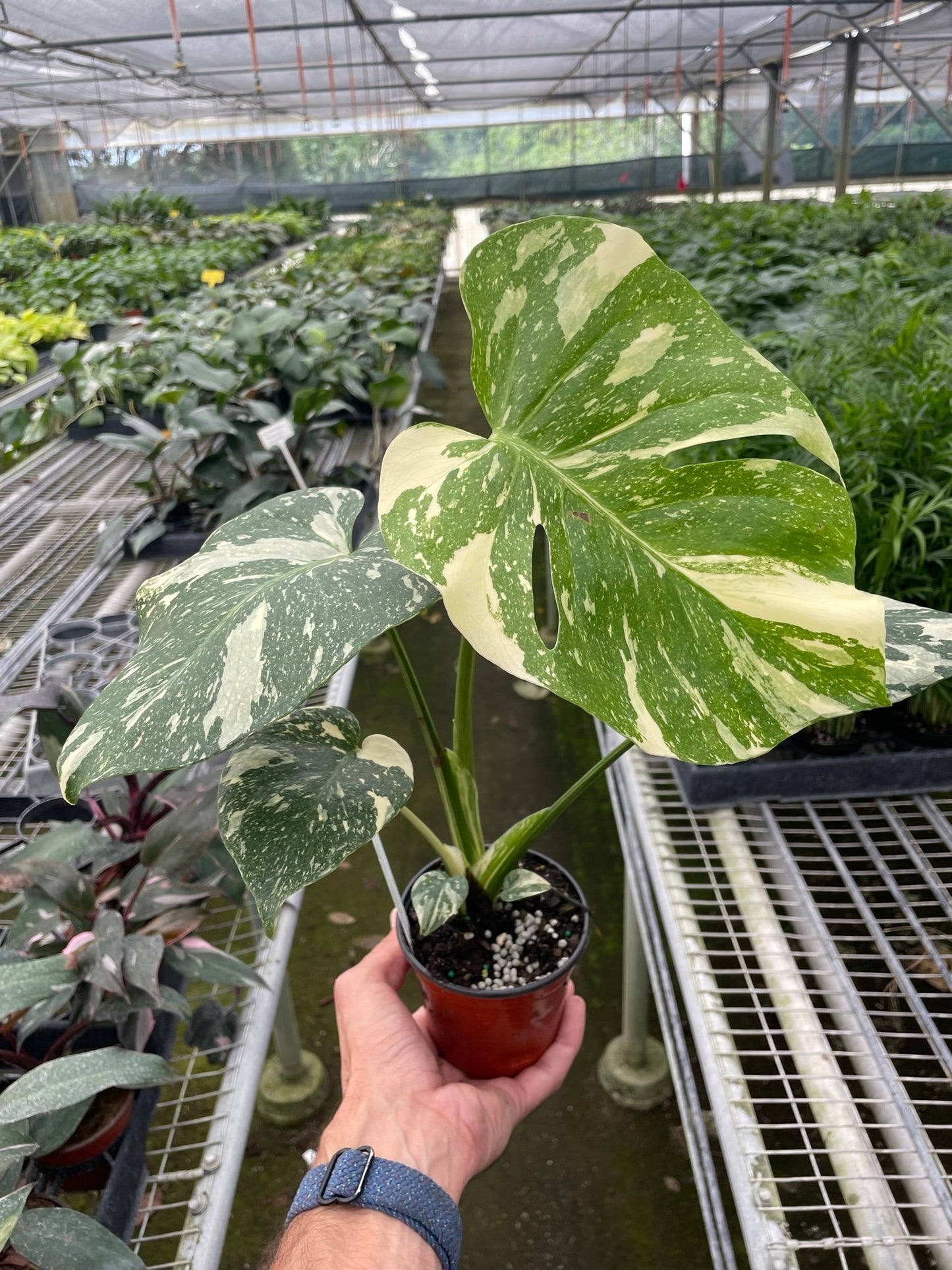 Monstera 'Thai Constellation' - OVAD