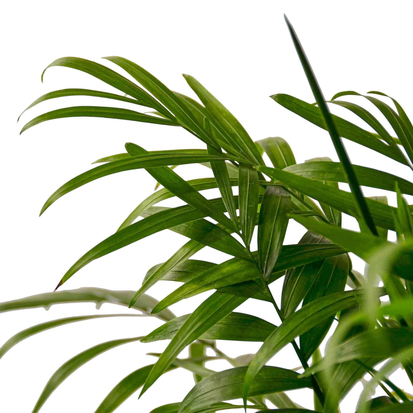 Coco the Parlor Palm - OVAD