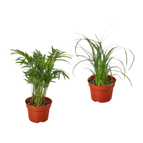 2 Palm Variety Pack / 4" Pots / Live Plant / House Plant - OVAD