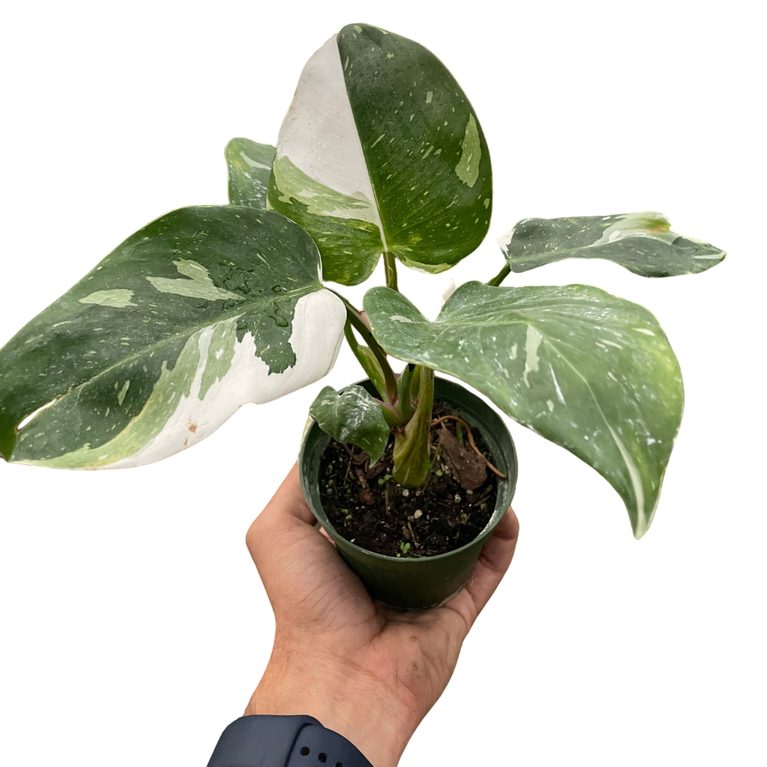Philodendron 'White Princess' - OVAD